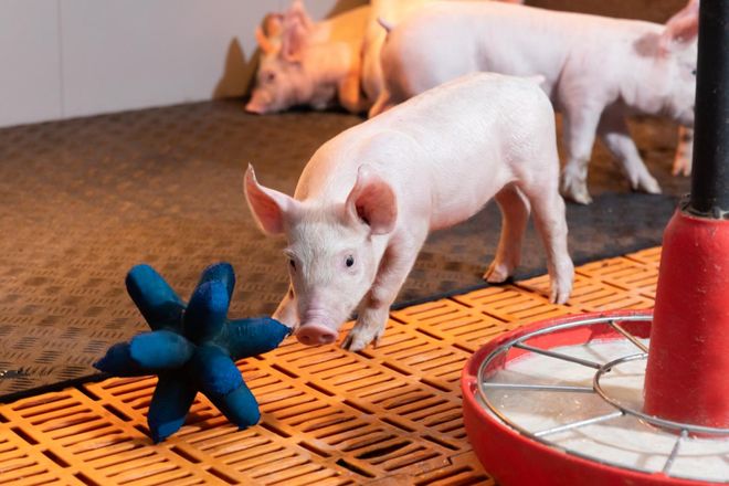 变革!爱尔兰猪肉抢占新赛道AG真人试玩平台猪肉消费大(图13) 变革!爱尔兰猪肉抢占新赛道AG真人试玩平台猪肉消费大(图13)